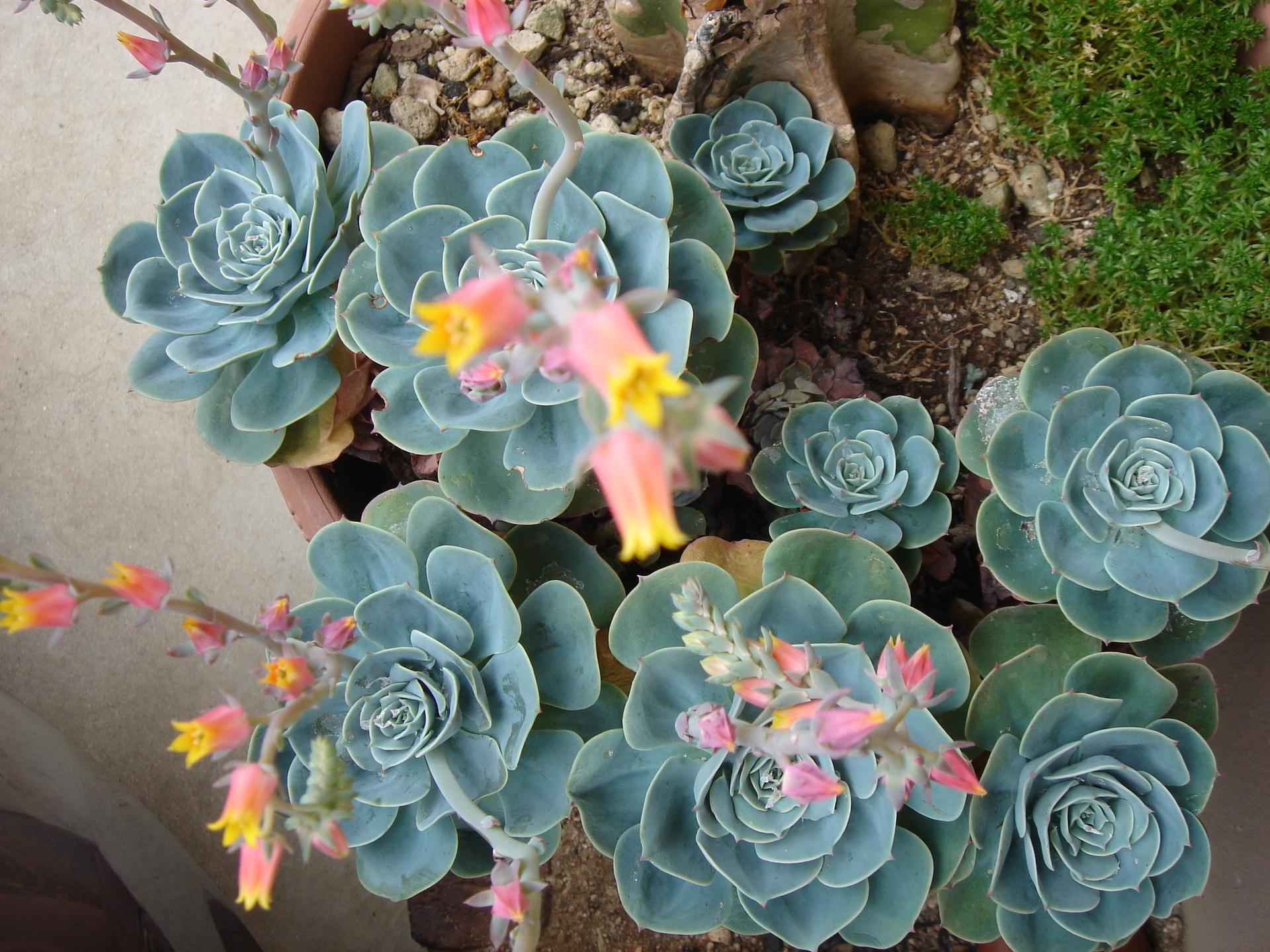 多肉植物の七福神に花が沢山咲きました ミニチュアシュナウザーロンと家族のほのぼの日記