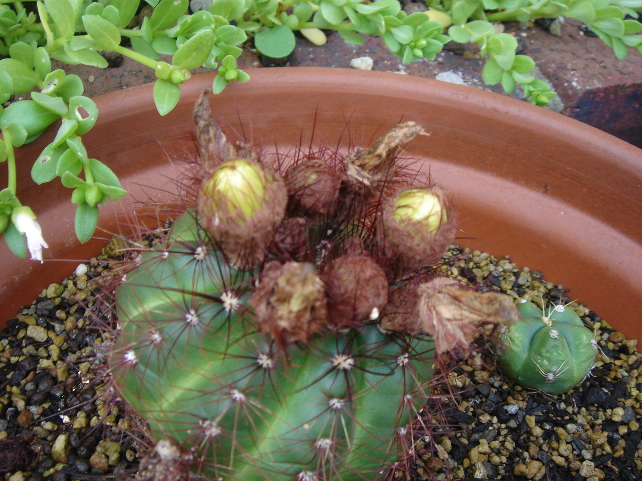 青王丸の花が咲いていました！名前が分からない別のサボテンの花も