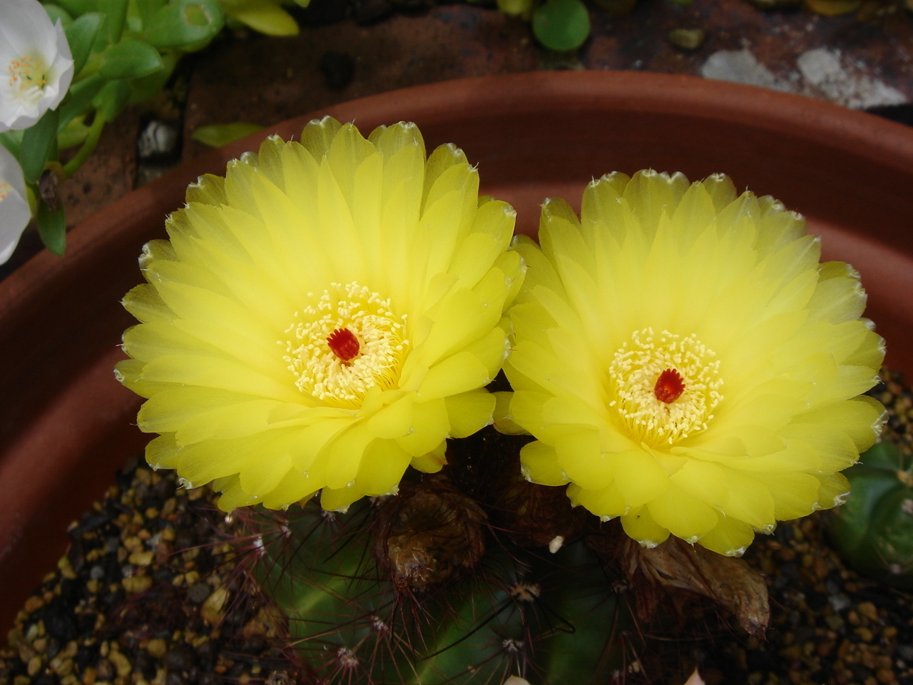 青王丸の花が咲いていました！名前が分からない別のサボテンの花も